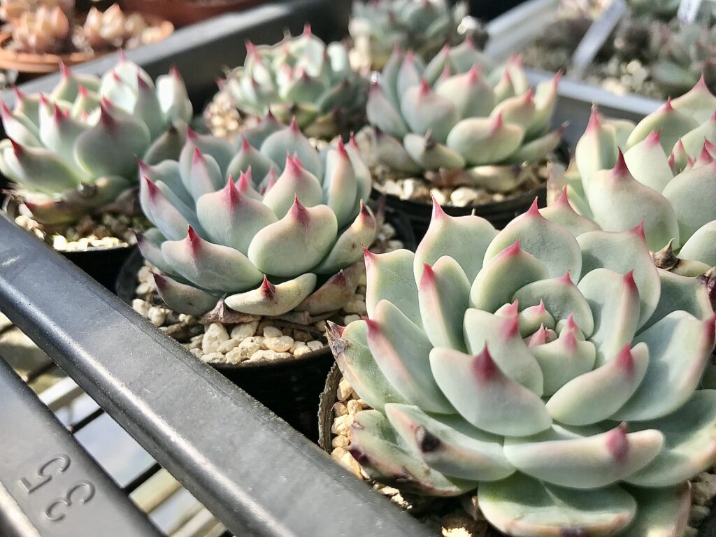 エケベリア桃太郎