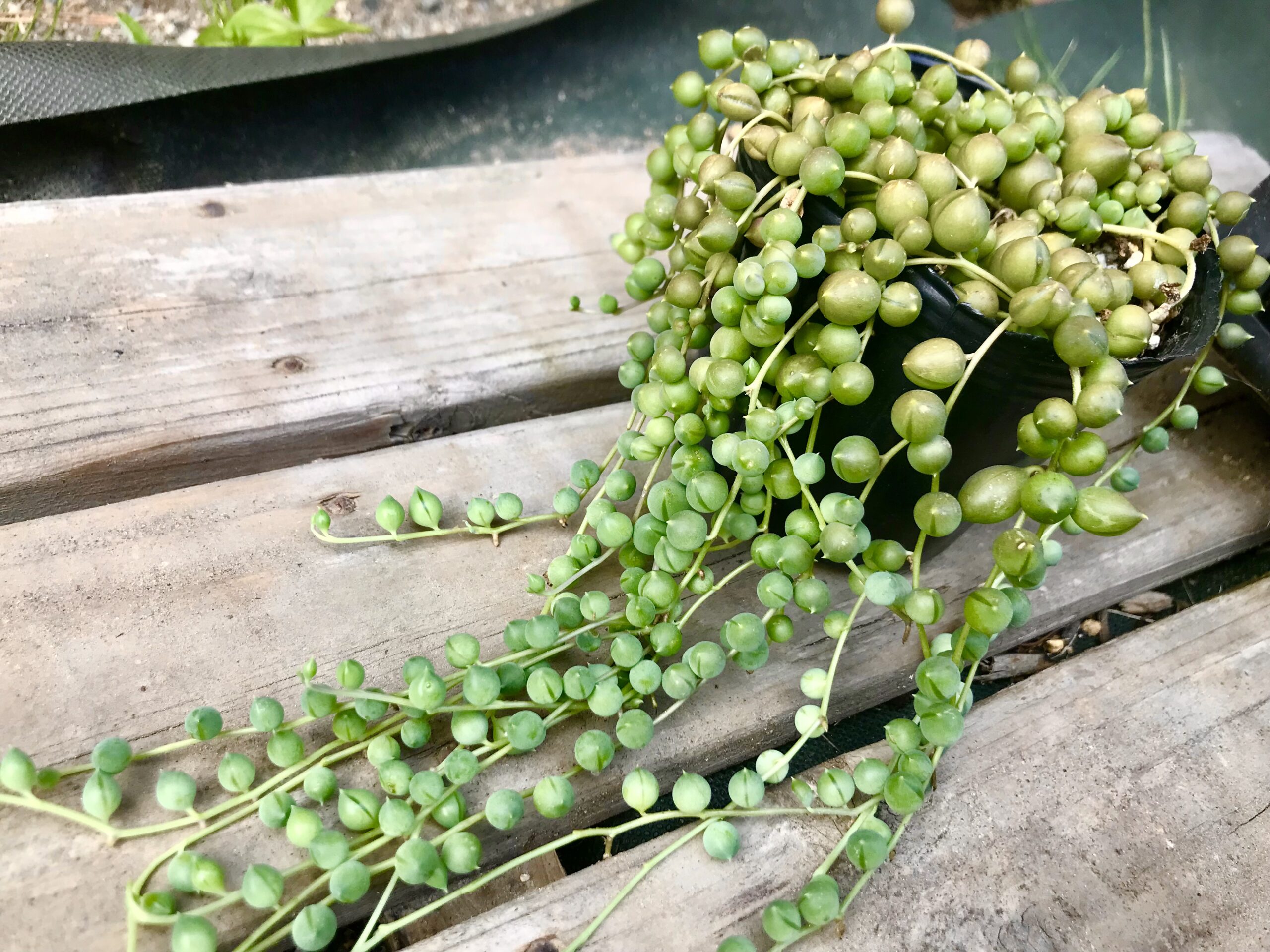 グリーンネックレスの鉢植え