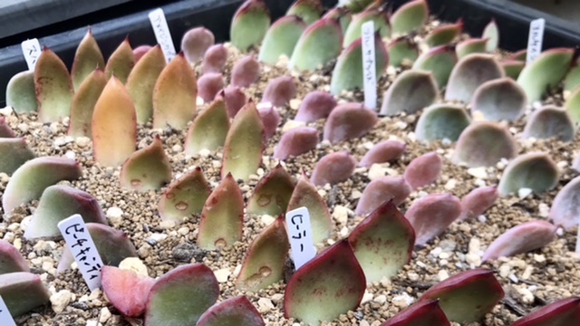 多肉植物の葉挿し