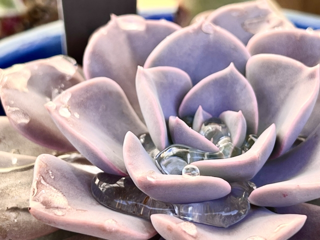 水がたまった多肉