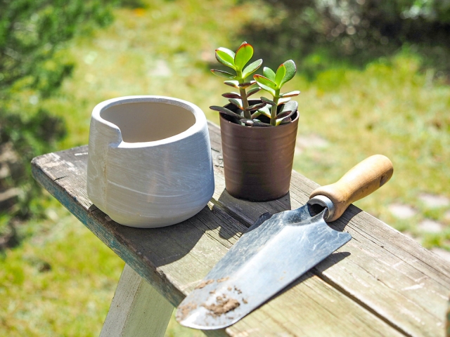 多肉と鉢とスコップ