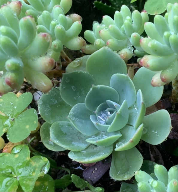 濡れた多肉