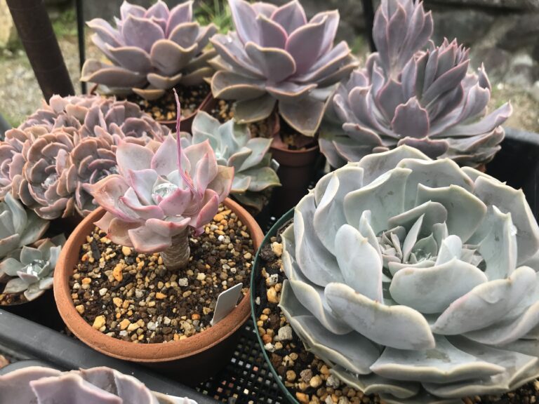 薄葉のエケベリア