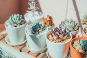 多肉植物の鉢植え