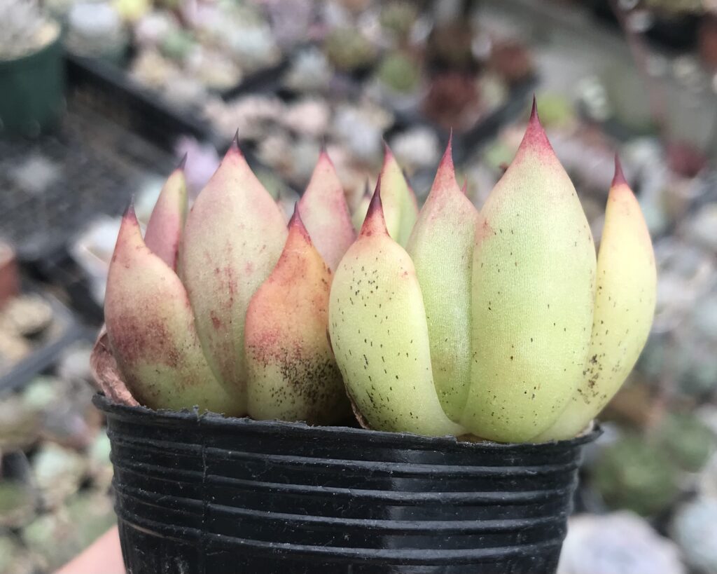 ハダニ被害にあった多肉