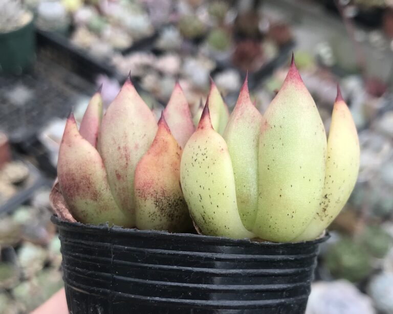 ハダニ被害にあった多肉