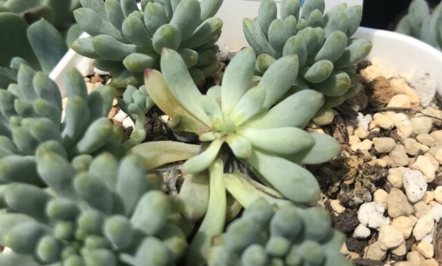 急な日差しで傷んだ多肉